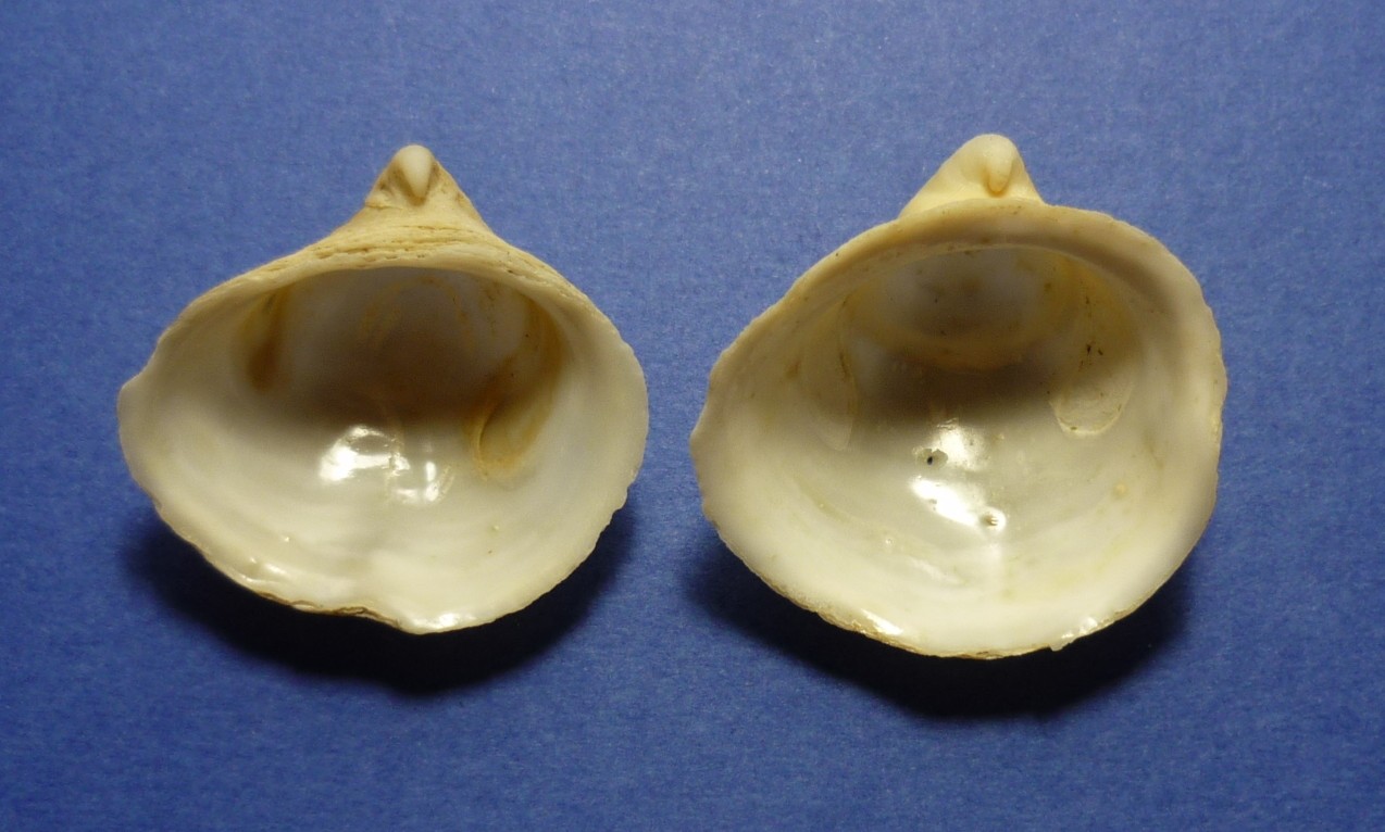 Capulus ungaricus